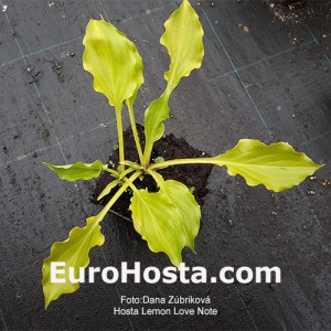 Hosta Lemon Love Note