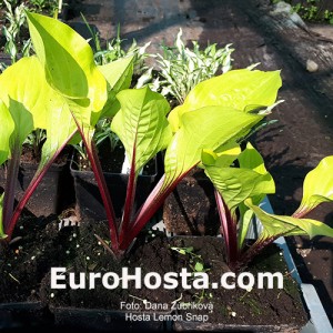 Hosta Lemon Snap