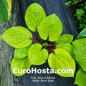 Hosta Lemon Snap