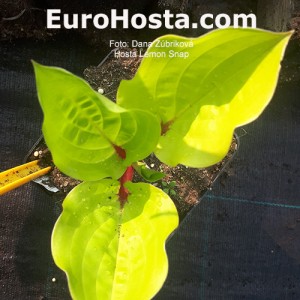 Hosta Lemon Snap