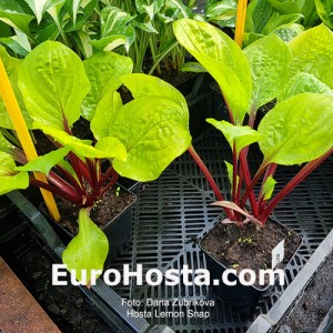 Hosta Lemon Snap