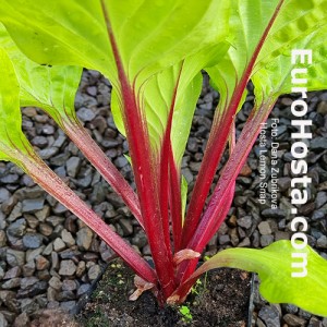 Hosta Lemon Snap