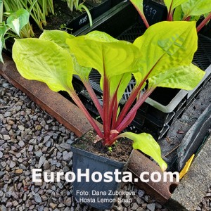 Hosta Lemon Snap