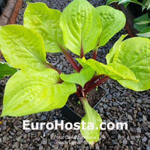 Hosta Lemon Snap