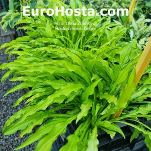 Hosta Lemon Zinger