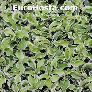 Hosta Hosta Let's Twist Again