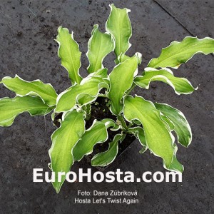 Hosta Hosta Let's Twist Again