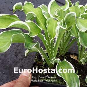 Hosta Hosta Let's Twist Again