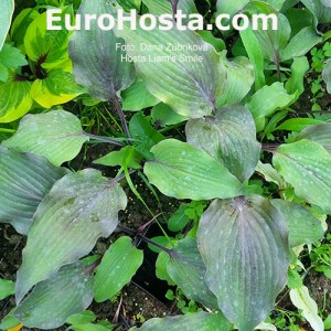 Hosta Liam's Smile