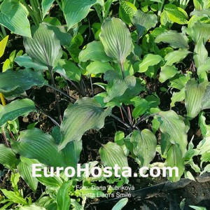 Hosta Liam's Smile
