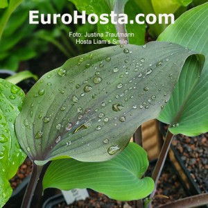 Hosta Liam's Smile