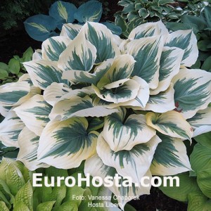 Hosta Liberty - Eurohosta