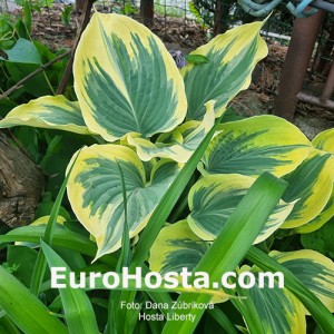 Hosta Liberty - Eurohosta