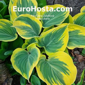 Hosta Liberty - Eurohosta