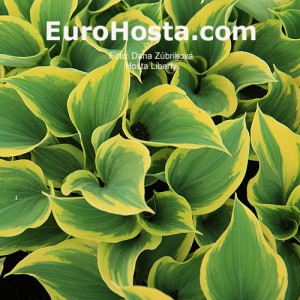 Hosta Liberty - Eurohosta