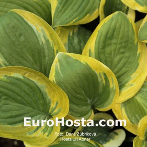 Hosta Li’l Abner - Eurohosta