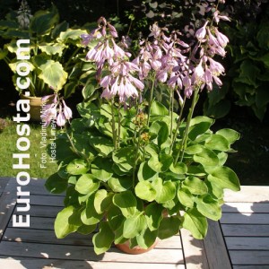 Hosta Limey Lisa