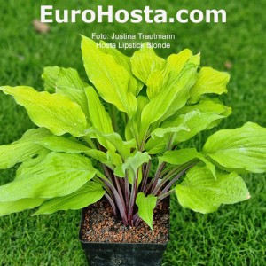 Hosta Lipstick Blonde