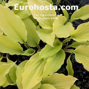 Hosta Lipstick Blonde