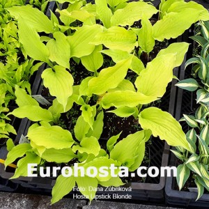 Hosta Lipstick Blonde