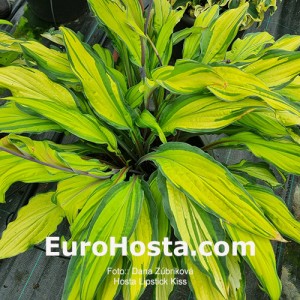 Hosta Lipstick Kiss