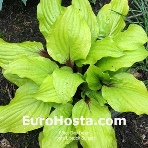 Hosta Lipstick Sunset