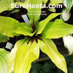 Hosta Lipstick Sunset