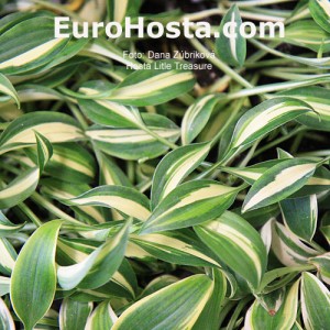 Hosta Little Treasure - Eurohosta