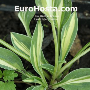 Hosta Little Treasure - Eurohosta