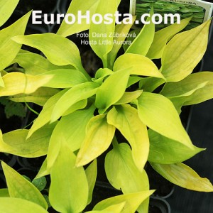 Hosta Little Aurora - Eurohosta