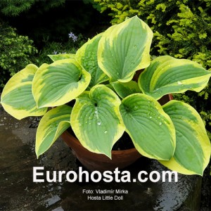 Hosta Little Doll