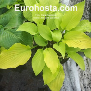 Hosta Little Miss Sunshine