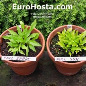 Hosta Little Stiffy