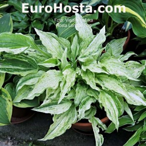  Hosta London Fog