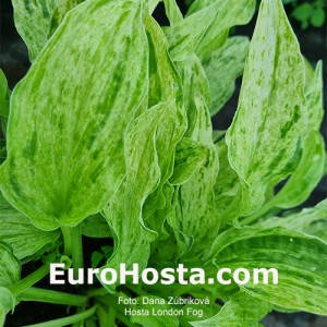 Hosta London Fog