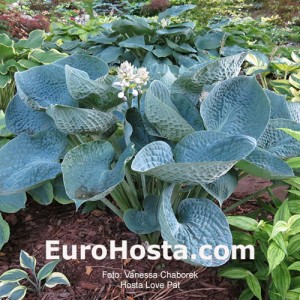 Hosta Love Pat - Eurohosta