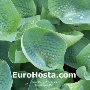 Hosta Love Pat - Eurohosta