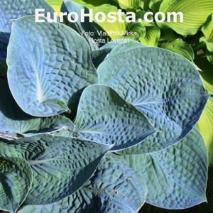 Hosta Love Pat - Eurohosta