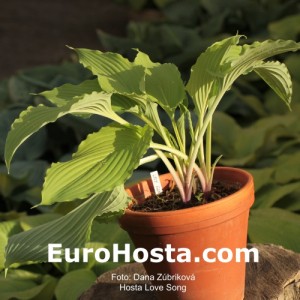 Hosta Love Song