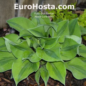 Hosta Luna Moth - Eurohosta