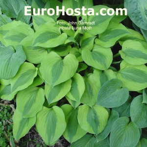 Hosta Luna Moth - Eurohosta