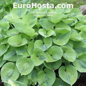 Hosta Luna Moth - Eurohosta