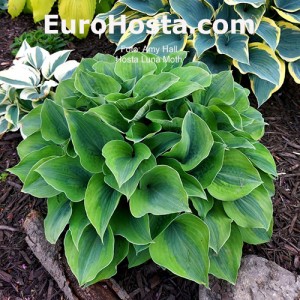 Hosta Luna Moth 