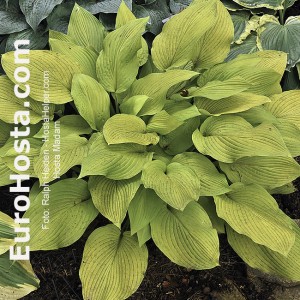 Hosta Madam