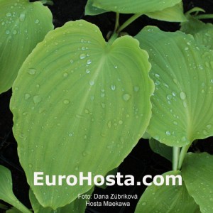 Hosta Maekawa - Eurohosta