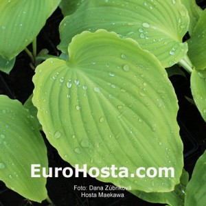 Hosta Maekawa - Eurohosta