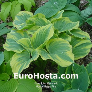 Hosta Magic Fire