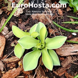 Hosta Magical Mouse Ears