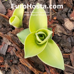 Hosta Magical Mouse Ears