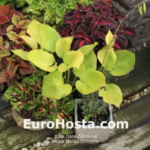 Hosta Mango Smoothie